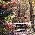 Picnic Memories